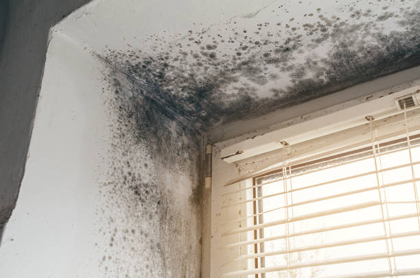 Affordable Mold Remediation solutions in East Meadow, NY